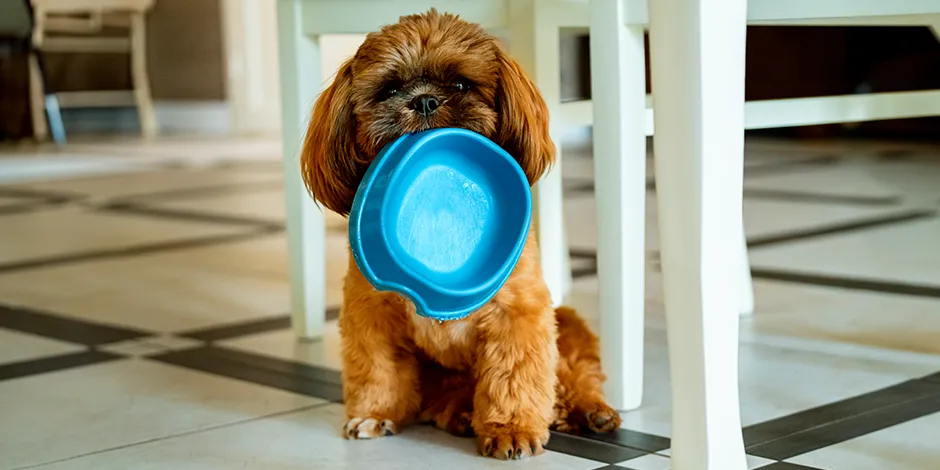 SHIH TZU 940X470  7 ALIMENTO.png