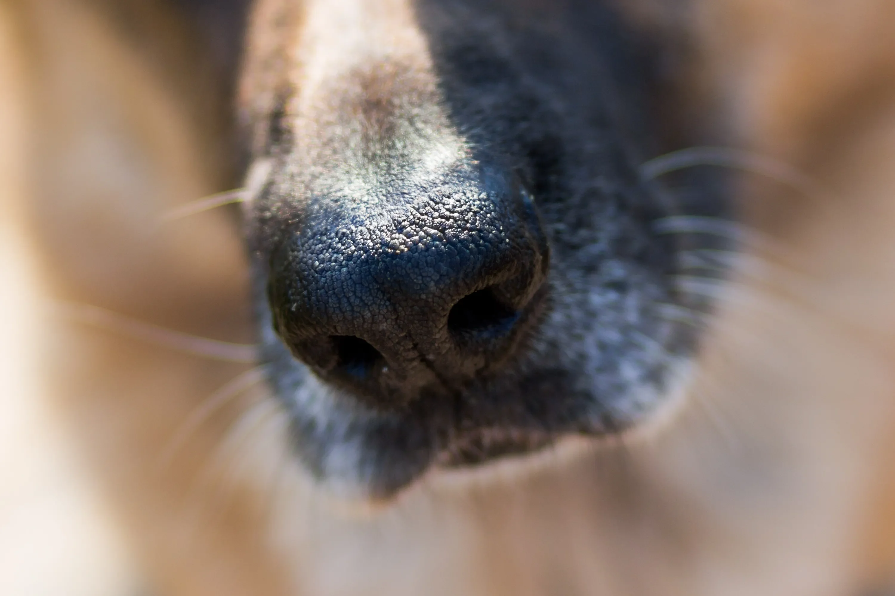 Identifica las señales y revisa la nariz de tu peludito, para ver por qué estornuda. Resfriados en perros.
