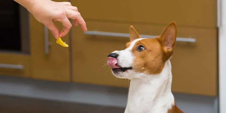 Perro raza pequeña relamiéndose y viendo una rodaja de limón en una mano humana.