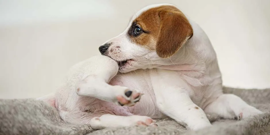 Cachorro de Jack Russell color blanco con marrón mordiéndose en busca de pulgas previo a la aplicación de pipeta para perros.