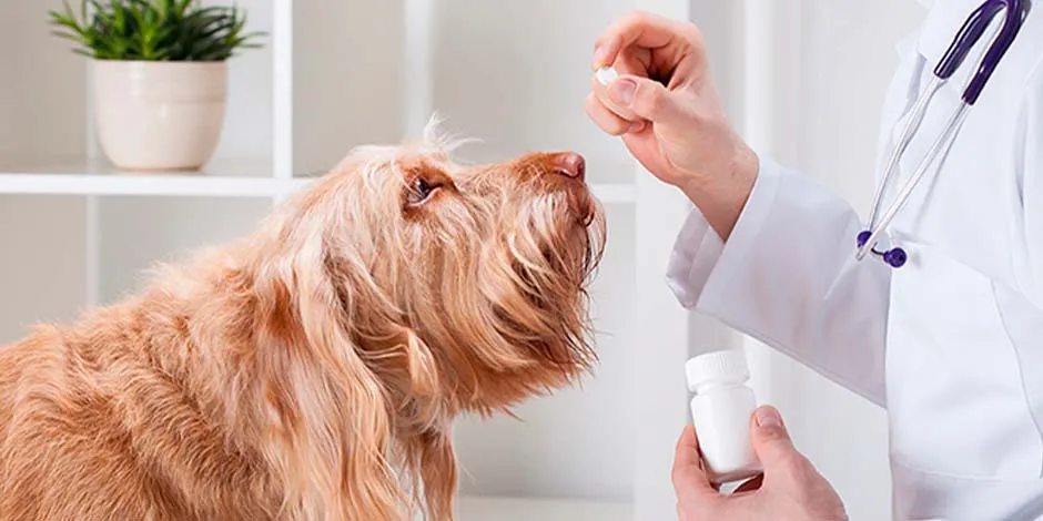 Veterinaria examinando a un perro adulto color beige, para verificar la necesidad de hacer uso de la pipeta para perros.