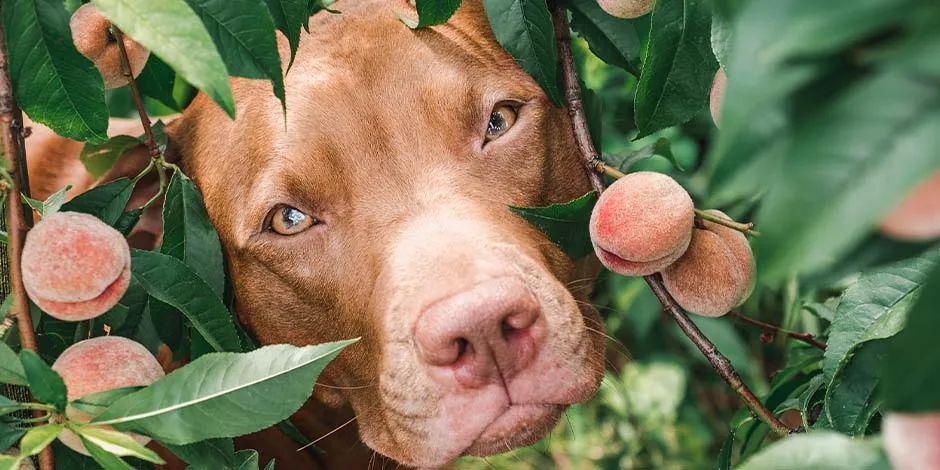 Perro marrón asomando su cabeza a través de las ramas de un árbol de duraznos.