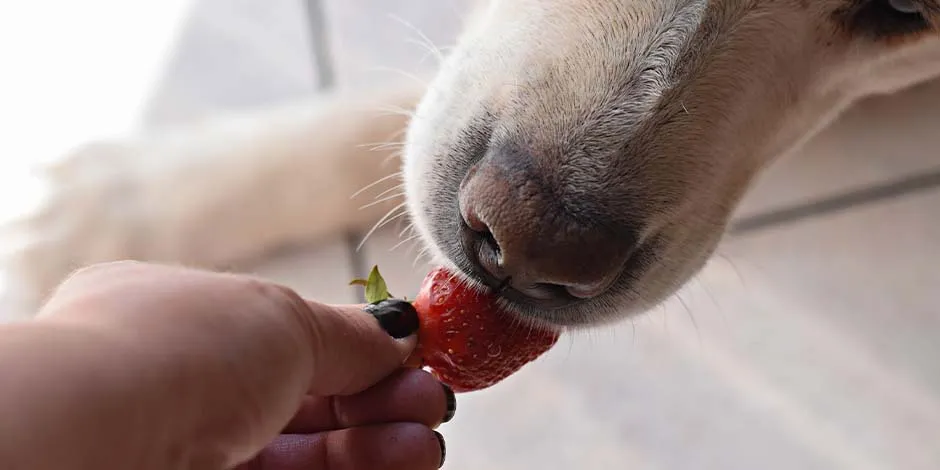 Perro labrador comiendo una fruta de manos de su dueño