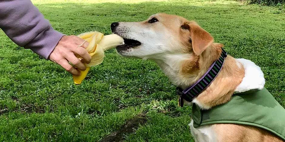 Perro con chaleco verde sentado, alimentándose con un plátano que le da su amo, en un parque.
