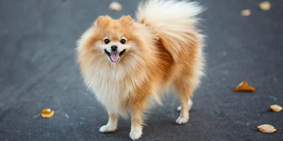 Razas de perros pequeña como este pomerania color dorado, sonriente en medio de la calle junto a varias hojas caídas durante el otoño.