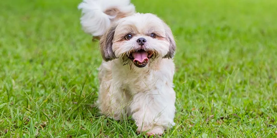 Razas pequeñas de perros como este Shih Tzu, caminando sonriente hacia la cámara, en medio de un parque. 