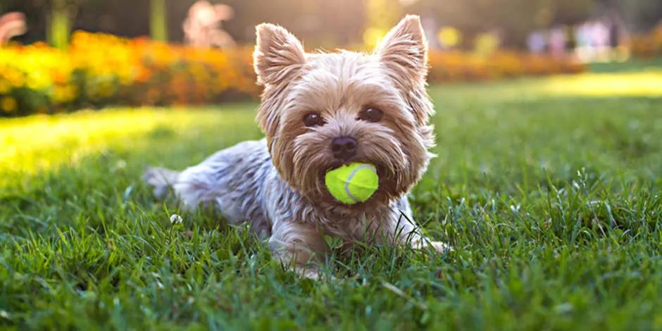 Razas pequeñas de perros. Este Yorkshire beige está acostado sobre el césped tomando el sol, mientras sostiene una pelota con su hocico.