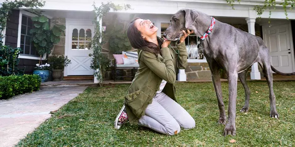 Comparativa de gran danés junto a su ama demostrando por qué pertenece a una de las razas de perros grandes.