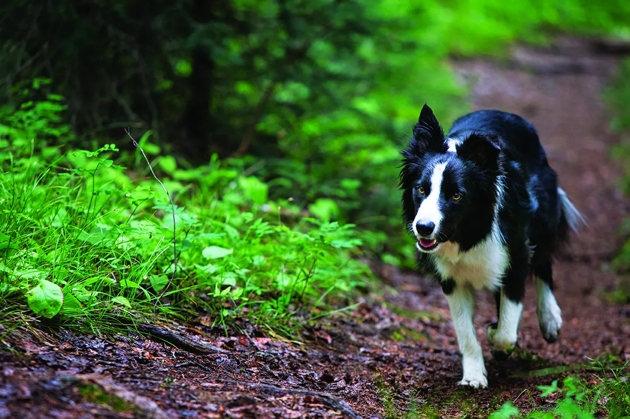 El border collie es la representación física de la energía, raza de perros medianos trabajadores y amorosos. 